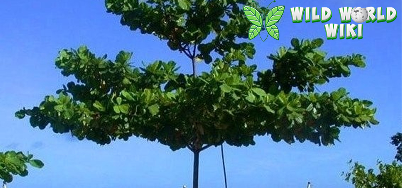 Ketapang: Pohon Peneduh dengan Segudang Manfaat!