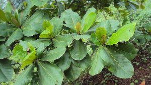 Ketapang: Pohon Peneduh dengan Segudang Manfaat!
