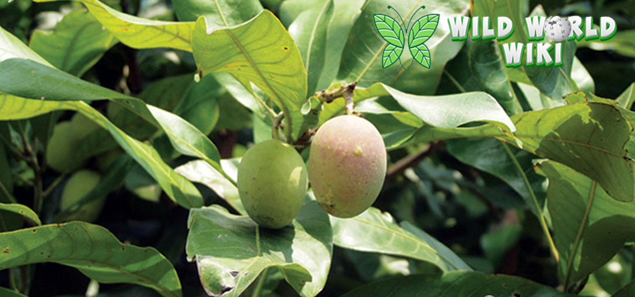 Mangga Kasturi: Buah Eksotis Nusantara yang Menawan Hati!