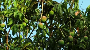 Mangga Kasturi: Buah Eksotis Nusantara yang Menawan Hati!
