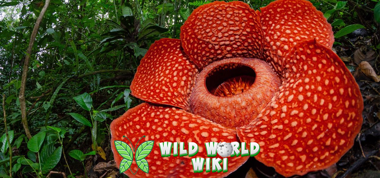 Bunga Terbesar di Dunia: Mengungkap Misteri Rafflesia Arnoldii!