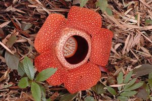 Bunga Terbesar di Dunia: Mengungkap Misteri Rafflesia Arnoldii!