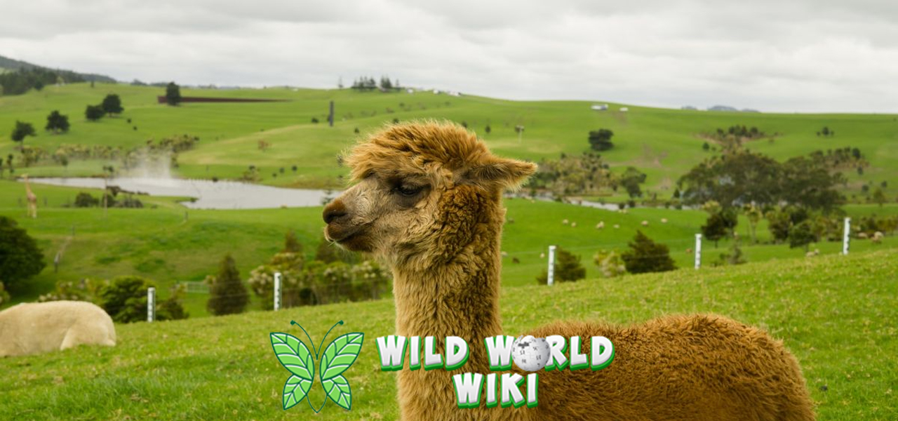 Alpaca Itu Apa? Hewan Menggemaskan yang Perlu Kamu Kenal!