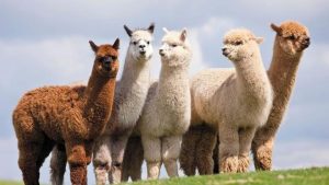 Alpaca Itu Apa? Hewan Menggemaskan yang Perlu Kamu Kenal!