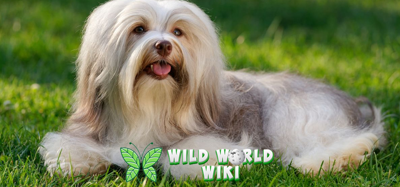 Mengenal Havanese, Anjing Pintar dengan Karakter Ceria!