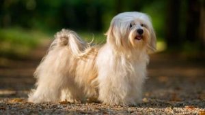 Mengenal Havanese, Anjing Pintar dengan Karakter Ceria!