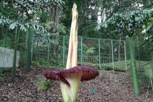 Habitat Alami dan Persebaran Bunga Bangkai di Dunia!