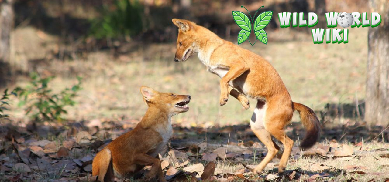 Anjing Hutan: Pemangsa Cerdas yang Tersembunyi di Alam Liar!