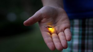 Cahaya Kecil, Pesona Besar: Rahasia di Balik Kunang-Kunang!