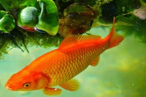 Ikan Emas: Keindahan di Balik Ekor Emas yang Mengagumkan!