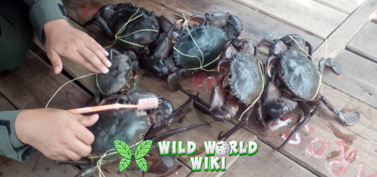 Kepiting Bakau Si Besar yang Tersembunyi di Balik Keajaiban Alam
