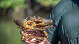 Kepiting Bakau Si Besar yang Tersembunyi di Balik Keajaiban Alam