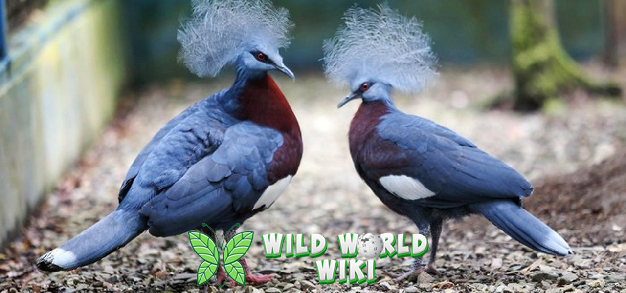 Burung Mambruk: Si Cantik dengan Pesona Alam yang Memukau!