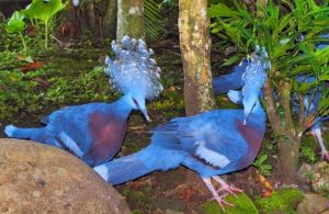 Burung Mambruk: Si Cantik dengan Pesona Alam yang Memukau!