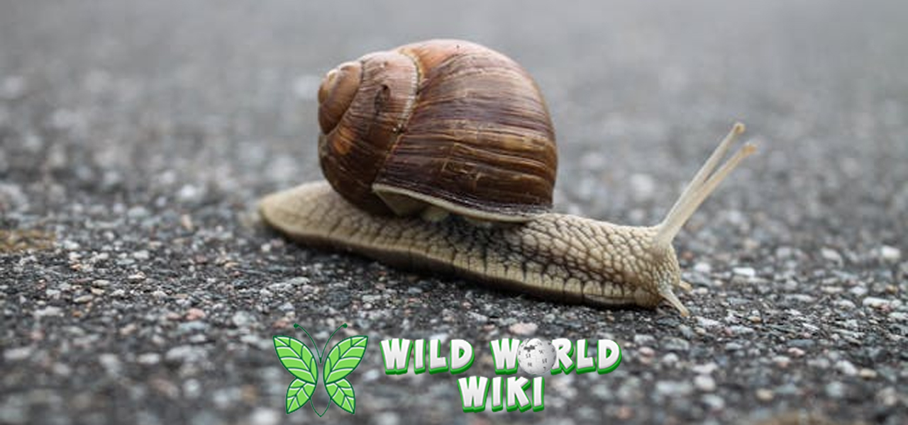 Jelajah Dunia Bawah Laut: Mengenal Lebih Dekat Hewan Mollusca