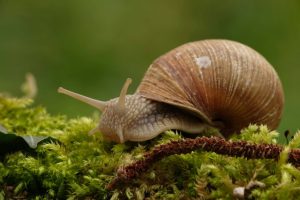 Jelajah Dunia Bawah Laut: Mengenal Lebih Dekat Hewan Mollusca