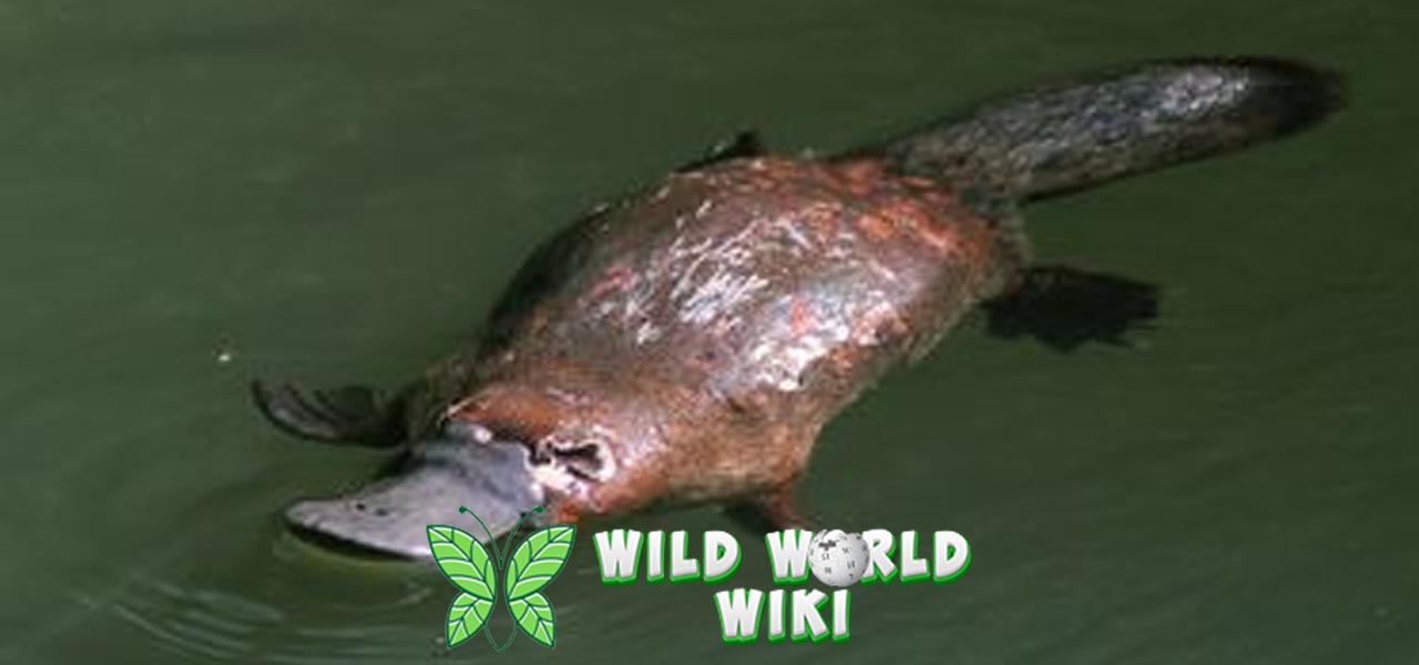 Platypus: Makhluk Aneh Buatan Alam atau Hasil Eksperimen Alien?
