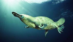 Platypus: Makhluk Aneh Buatan Alam atau Hasil Eksperimen Alien?