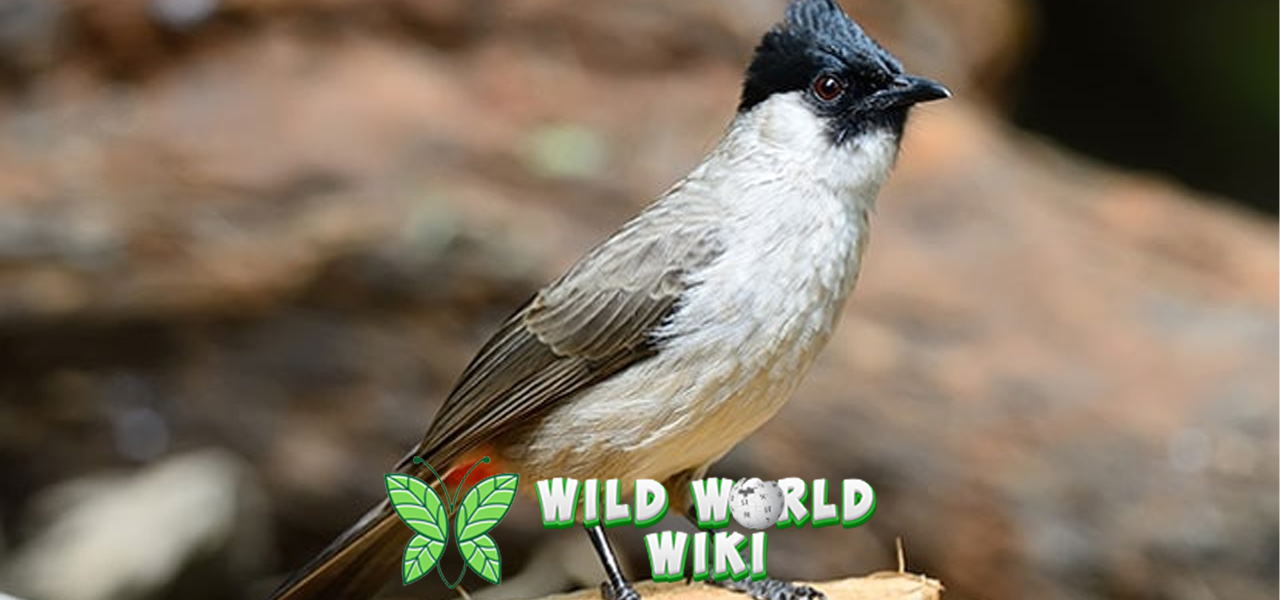 Burung Kutilang: Suara Alam yang Membuat Pagi Lebih Indah!