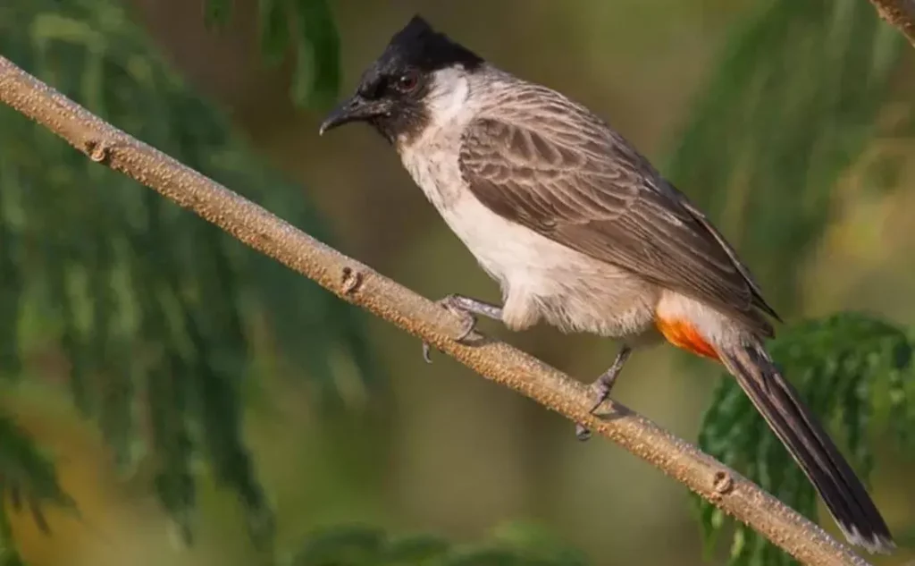 Burung Kutilang: Suara Alam yang Membuat Pagi Lebih Indah!