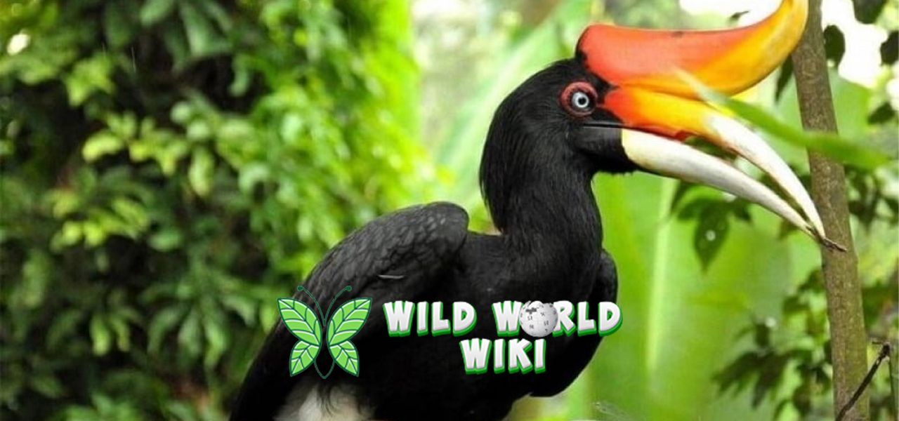 Burung Enggang: Keberanian Burung yang Menghiasi Hutan Tropis