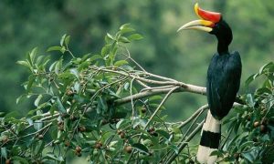 Burung Enggang: Keberanian Burung yang Menghiasi Hutan Tropis