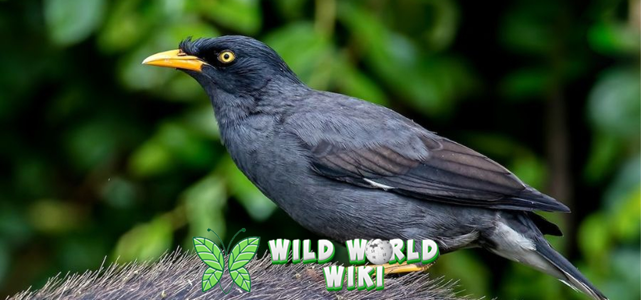 Burung Jalak Kebo: Si Pembawa Keindahan dengan Suara Merdu!