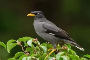 Burung Jalak Kebo: Si Pembawa Keindahan dengan Suara Merdu!