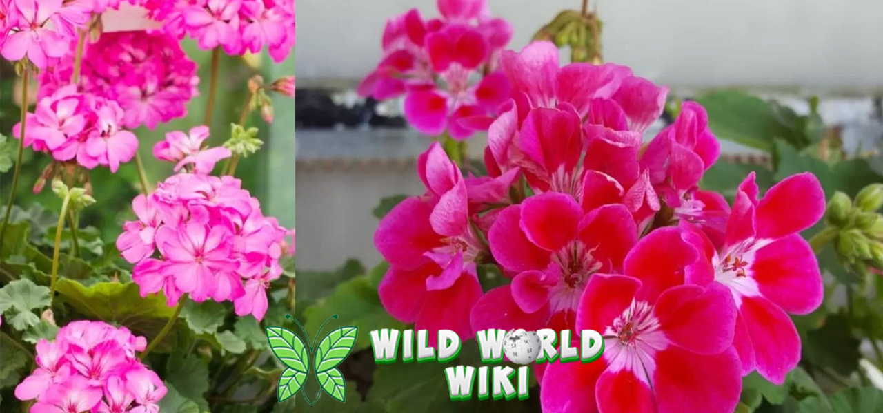 Geranium: Bunga Cantik yang Bisa Jadi Pengusir Serangga Alami!