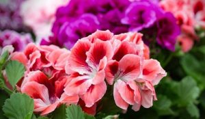 Geranium: Bunga Cantik yang Bisa Jadi Pengusir Serangga Alami!
