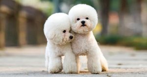 Poodle: Si Ceria dengan Rambut Keriting yang Menggemaskan!