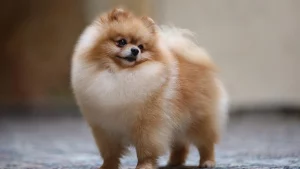 Anjing Pomeranian: Si Bola Rambut Kecil yang Penuh Kepribadian!