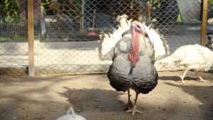 Ayam Kalkun: Keunikan dan Keistimewaan Ayam Besar Ini!