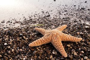 Bintang Laut: Rahasia Kehidupan Laut yang Penuh Keajaiban!