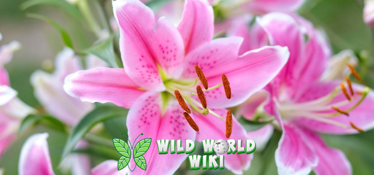 Bunga Lily: Mengungkap Rahasia Simbolisme di Balik Pesonanya!