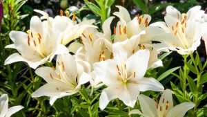 Bunga Lily: Mengungkap Rahasia Simbolisme di Balik Pesonanya!