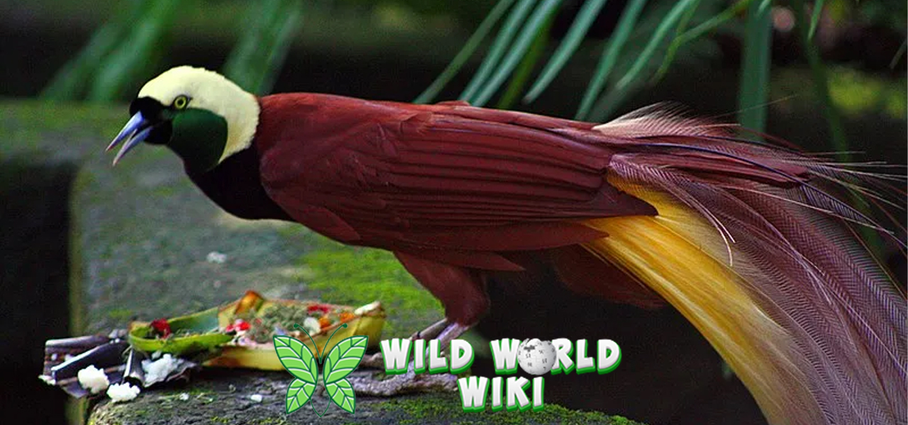 Burung Cendrawasih Simbol Keindahan dan Keunikan Alam Papua