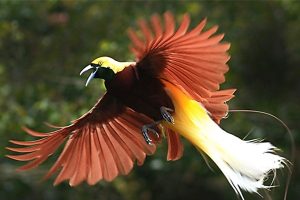 Burung Cendrawasih Simbol Keindahan dan Keunikan Alam Papua