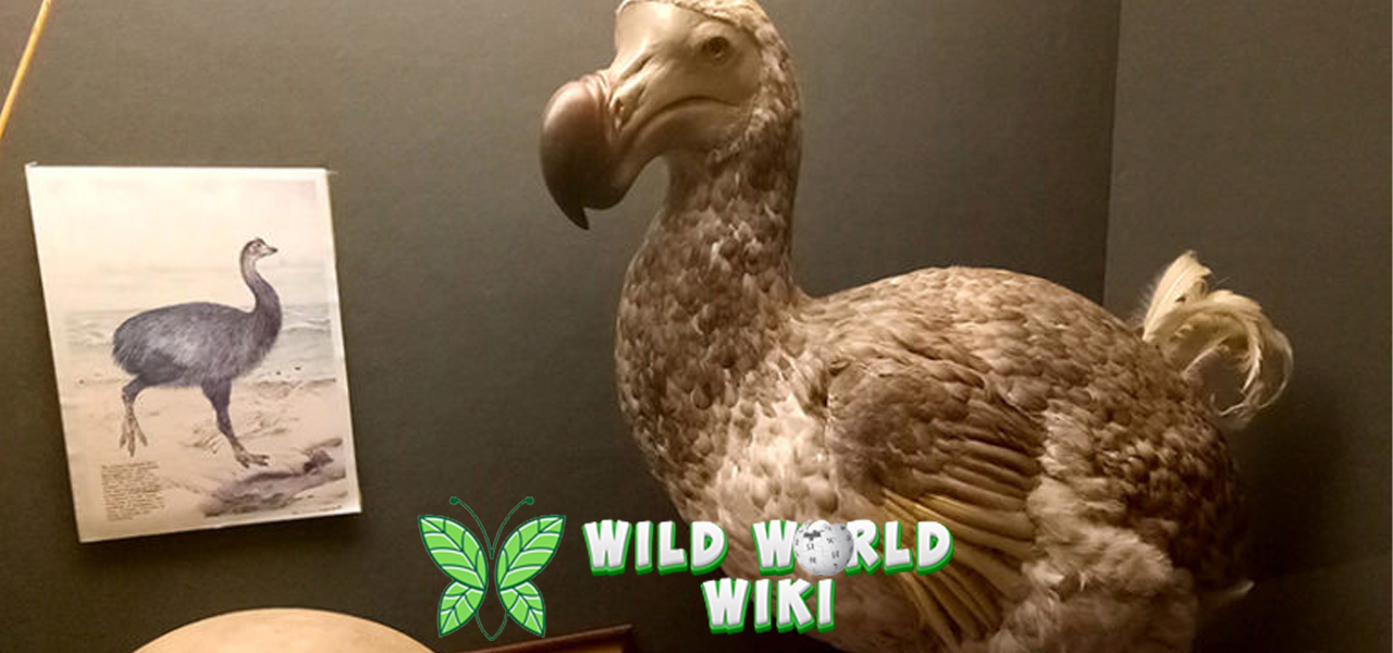 Burung Dodo: Spesies yang Pernah Ada Kini Hanya Tersisa Cerita!