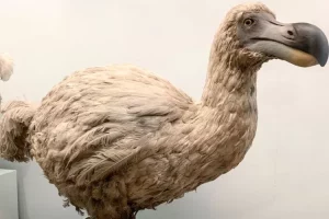Burung Dodo: Spesies yang Pernah Ada Kini Hanya Tersisa Cerita!