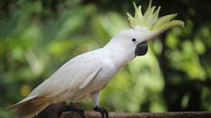 Mengenal Burung Kakatua: Primadona Penuh Warna dan Suara!