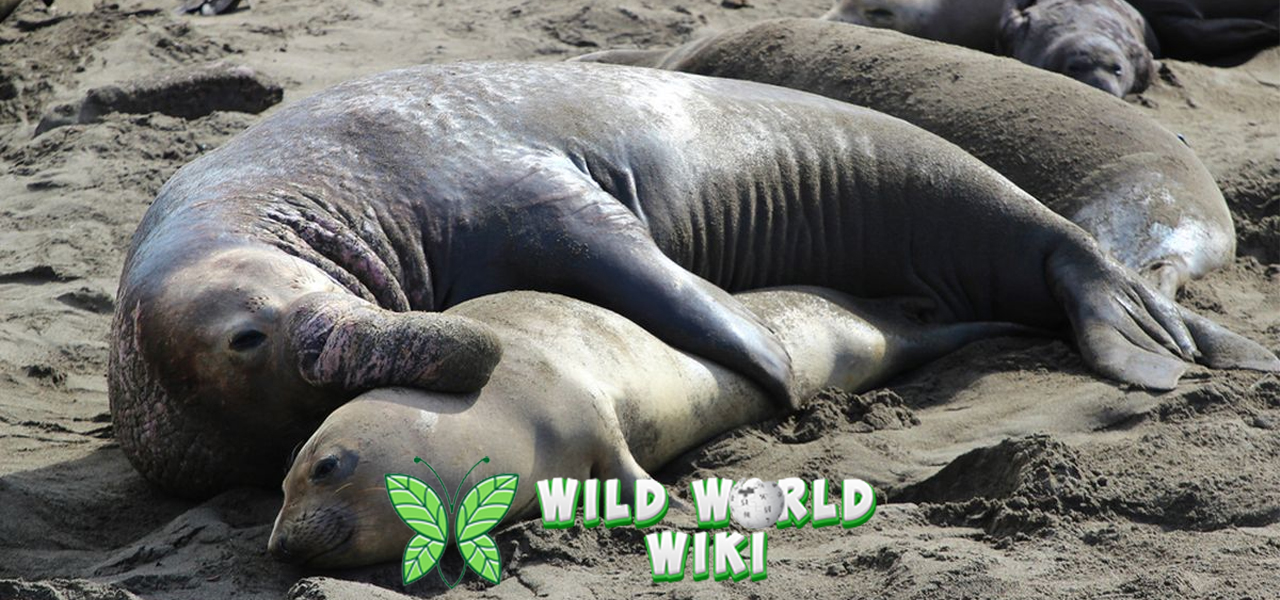 Keajaiban Gajah Laut: Menyelami Kehidupan Sang Raksasa Laut!