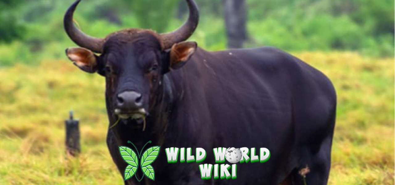 Banteng: Si Raja Rimba yang Punya Karakter Kuat dan Berani!