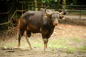 Banteng: Si Raja Rimba yang Punya Karakter Kuat dan Berani!