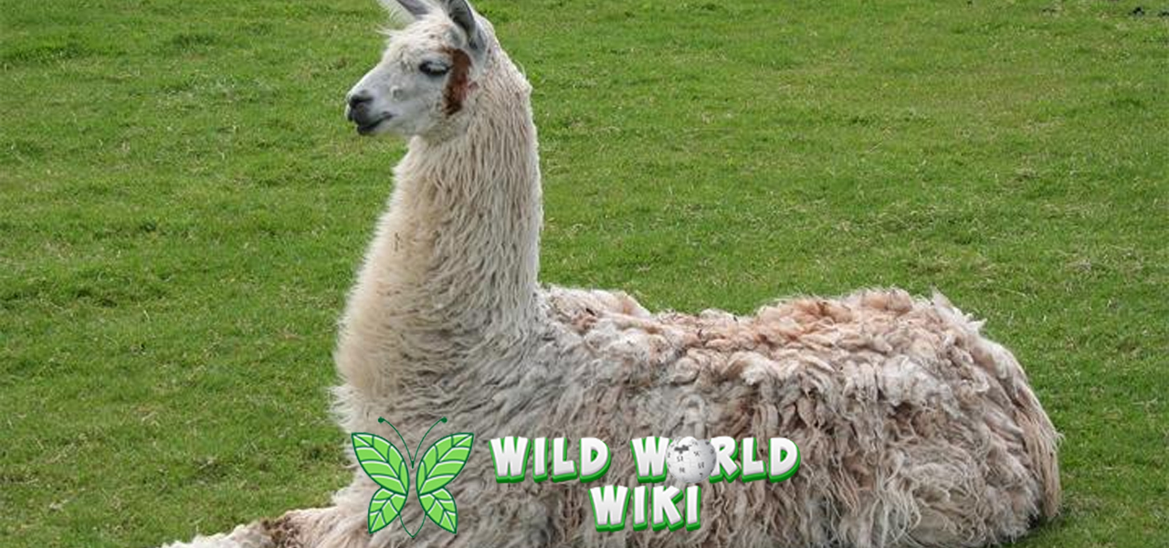 Llama: Sihewan Keren dari Pegunungan Andes Bikin Penasaran!