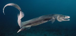Hiu Berjumbai: Mengungkap Misteri 'Fosil Hidup' di Laut Indonesia!