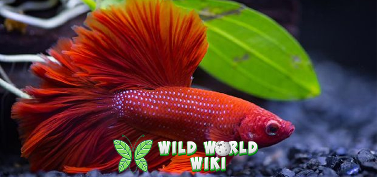 Ikan Cupang: Si Cantik Memikat Hati Para Penggemar Akuarium!