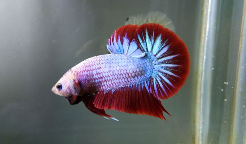 Ikan Cupang: Si Cantik Memikat Hati Para Penggemar Akuarium!