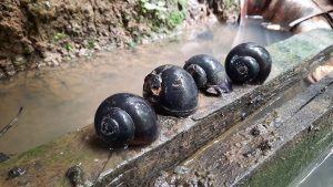 Keong Sawah: Si Lamban yang Punya Segudang Manfaat!