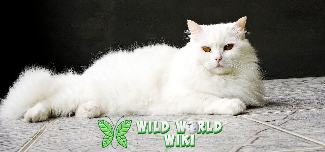 Kucing Anggora: Si Elegan Berbulu Lebat yang Jadi Primadona!